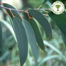 View the video to learn what you can grow and wh. Eucalyptus Pauciflora Niphophila Buy Snow Gum Trees Online