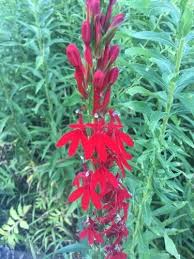 Image result for Lobelia fervens