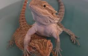 Biting behavior in bearded dragons is ranging from biting each other to biting human beings. Can Bearded Dragons Mate With Siblings Reptile Jam