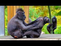 funniest animals best of the 2020 funny animal videos cutest animals ever youtube funny animals funny animal videos animals