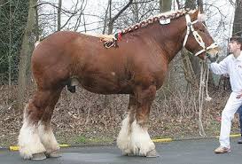 belgian draft horse stallion trekpaarden belgische trekpaarden mooie paarden