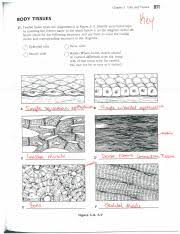 Our solutions are written by chegg experts so you can be assured of the highest quality! Ch 3b Coloring Workbook Key Chapter 5 Cells And Tissues Et Body Tissues V Of 17 Twelve Tissue Types Are Diagrammed In Figure 59 Identify Each Tissue Course Hero