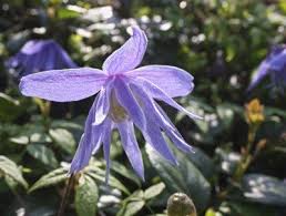 Mehr als 120 campingplätze in frankreich. Spring Blooming Clematis What Are Some Clematis Varieties That Bloom In Spring