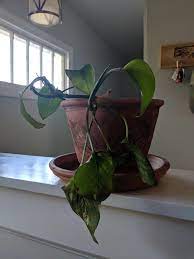 Yellow leaves on a pothos can mean too much water (the leaves usually brown a bit towards the limp leaves can mean too little water. Pothos Wilting Leaves Feel Kinda Thin And Limp What Happened Plantclinic
