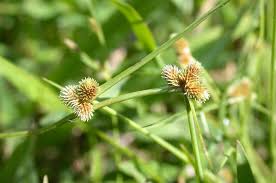 Image result for Lipocarpha