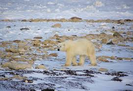 Nick brandt expose un monde en voie de disparition à la a.galerie. Declaration Du Gouvernement De L Ontario En Reponse Au Programme De Retablissement De L Ours Polaire Ontario Ca