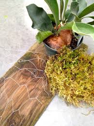 To grow staghorn ferns in baskets, begin by lining the basket with at least an inch (2.5 cm.) of moistened sphagnum moss, then fill the basket with a very well drained potting mix, such as one containing a mixture of equal parts bark chips, sphagnum moss and regular potting mix. How To Mount A Staghorn Fern
