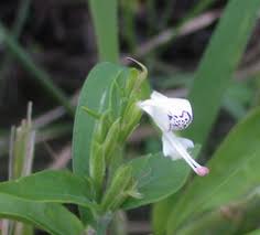 Image result for Hypoestes forskaolii