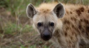 Using innovative camera trapping technology, GVI Limpopo set out with the  aim to monitor, identify, and study the movement and population dynamics of  the Spotted Hyena clan residing on Karongwe Private Game
