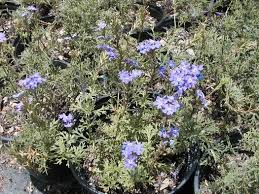 Image result for Bonatea pulchella