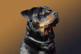 Whether your rottie is male or female, the naming process will be a little difficult, especially if you're picky. Top 100 Rottweiler Names Ideas In 2021 Male Female The Dogs Journal