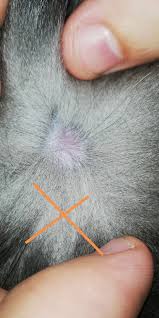 Les causes de la boule sous la mâchoire. Mon Chat A Des Boules Sous La Peau La Sante De Votre Chat Chats Forum Animaux Doctissimo