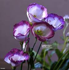 Eustoma Russellianum Lisianthus Flowers Flowers Fairy Garden