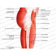 Pour affiner ses cuisses en courant ou en sautant et avoir des jambes fines et musclées 3 conditions sont indispensables. 7 Idees De Muscles De La Cuisse By Sereni Muscles Muscler Cuisses Muscles Corps Humain