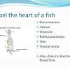 Chimaera the heart consists of two chambers like other fish and amphibians. 1