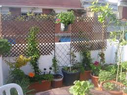 Balkon Sichtschutz Pflanzen Lattenrost Kletterpflanzen Blumentoepfe Sichtschutz Pflanzen Pflanzen Balkon Sichtschutz