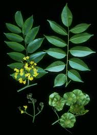 Image result for Pterocarpus indicus
