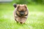 Top 32 Small Breeds That Make Good Apartment Dogs - Dogtime