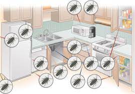 Sprinkle the bait in your kitchen cabinets, behind appliances, and in your pantry. Clearing The Common Myths Of Modular Kitchen