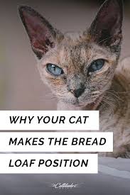 Does Your Kitty Like To Sit Bread Loaf Style Well That S A Good Thing Here S Why Cattitudedaily Catbehavior Breadloaf Cat Cat Behavior Cats Cat Sleeping