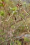 Image result for Enteropogon prieurii