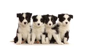 Interested in finding out more about the border collie? Four Black And White Border Collie Puppies Photograph By Mark Taylor Naturepl Com