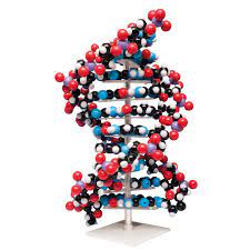 Amazon.com: Molymod MKS-122-10 Ten-Layer DNA Molecular Model : Arts, Crafts  & Sewing