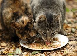 What to feed stray cats. If You Feed Feral Cats Please Sterilize Them Too Chicago Tribune