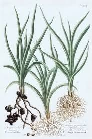 Image result for Cyperus longus