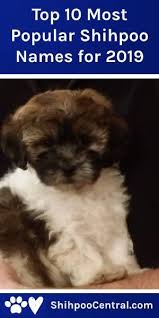 They are charming and spirited and make great see ridgewood kennels shipoo puppies for sale in pa below! Top 10 Most Popular Shihpoo Puppy Names From 2019 Puppy Names Shih Poo Cute Puppy Names