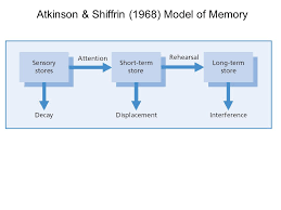 A valuable aspect of the modal model of memory is that it's supported by scientific evidence, something that's fairly difficult in theories regarding something as abstract as memory. Memory Iii Working Memory Atkinson Shiffrin 1968 Model Of Memory Ppt Download