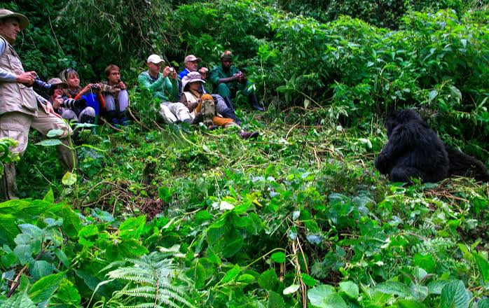 Gorilla trekking in Bwindi: The Honest Way In: Entebbe to Bwindi
