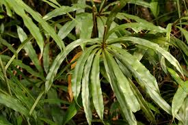 Image result for Oleandra