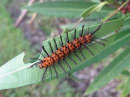 Orange caterpillar with black ends (spotted tussock moth caterpillar). Pin On My Web Pages