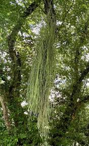 Image result for Rhipsalis baccifera