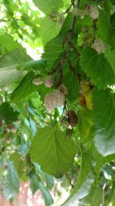 Such hybridization could eliminate the endangered red mulberry by 'genetic swamping'. White Mulberry Care Learn How To Grow A White Mulberry Tree