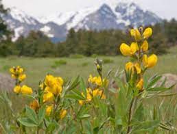 Here are some of the common rocky mountain wildflowers you may encounter when you are out exploring. Yellow Orange Flowers Rocky Mountain National Park U S National Park Service