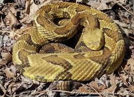 Pin On Timber Rattlesnake Photos By John Carlson