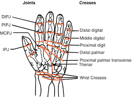 Image result for Hand Anatomy