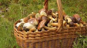 Cèpes, bolets orangé, coulemelles… plusieurs variétés peuvent être cueillies. Ou Cueillir Des Champignons En Ile De France L Express