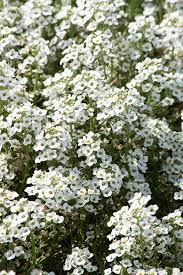 We did not find results for: 12 Annual Flowers That Can Take The Cold Costa Farms