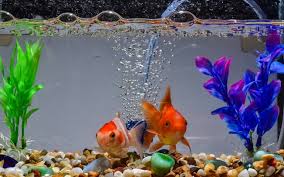 Os Seus Peixes De Aquario Sempre Morrem Descubra O Porque Curiosidades Ig