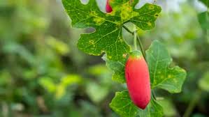 Image result for Coccinia sp. A