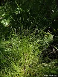 Image result for Carex leptosaccus