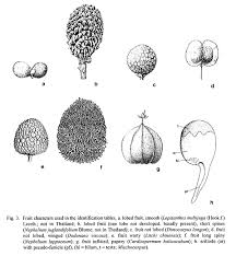 Image result for Lepisanthes senegalensis