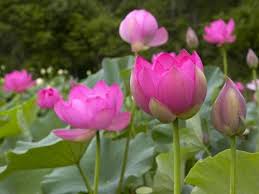 We did not find results for: Penjelasan Tentang Bunga Nasional Vietnam