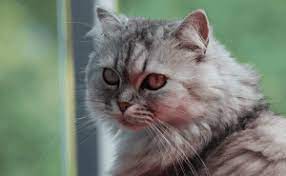 How Long Do Indoor Persian Cats Live Catwiki