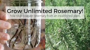 Image result for rosemary cuttings