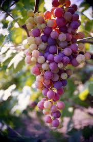 Raisins Trop Verts Font Grincer Les Dents Grappes Uvas Legume Exotique Photos De Fruits Et Legumes Fruits Et Legumes