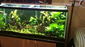 Find out about its history and how to use it in this video from. Monte Carlo Plant Care Micranthemum Tweediei Youtube